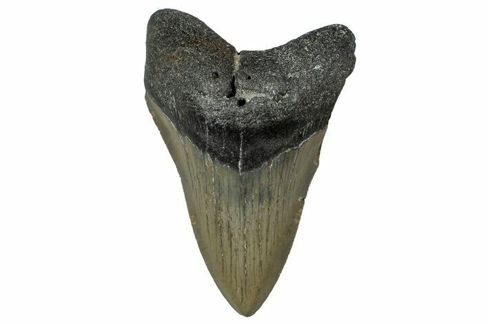 Serrated, Fossil Megalodon Tooth - North Carolina #351757